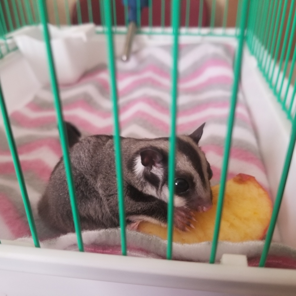 Meet your Posher, Iliana